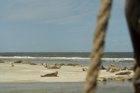 Schiff 990015 � Klipper Harlingen � Isis